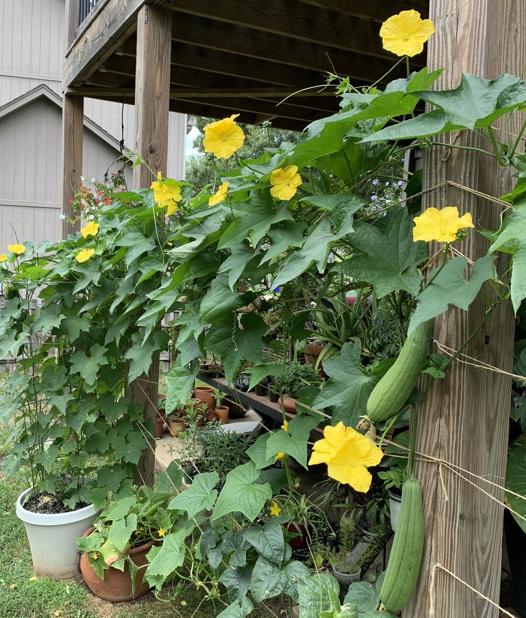 100 Count Loofah Gourd Seeds Gardening Vegetable Seeds *Plain brown seed packet*