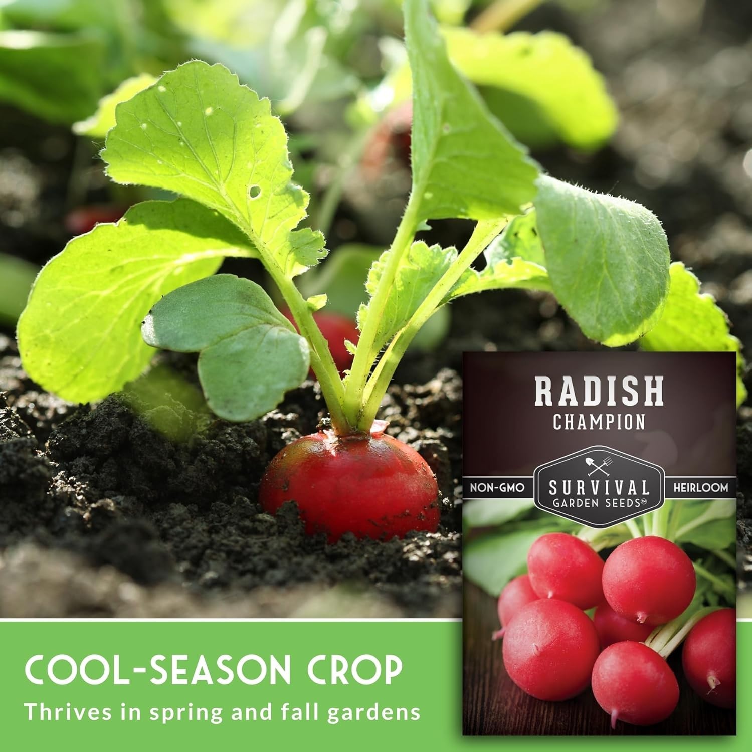 Champion Heirloom Radish Seeds – Fast Growing, Disease Resistant, 1 Pack