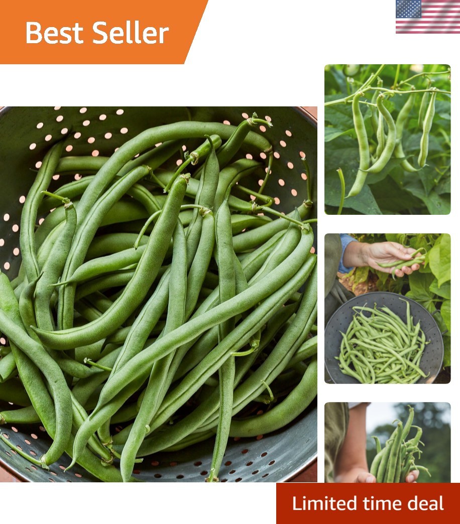 Non-GMO Blue Lake 274 Heirloom Bush Bean Seeds – 8 Oz for Delicious Harvest