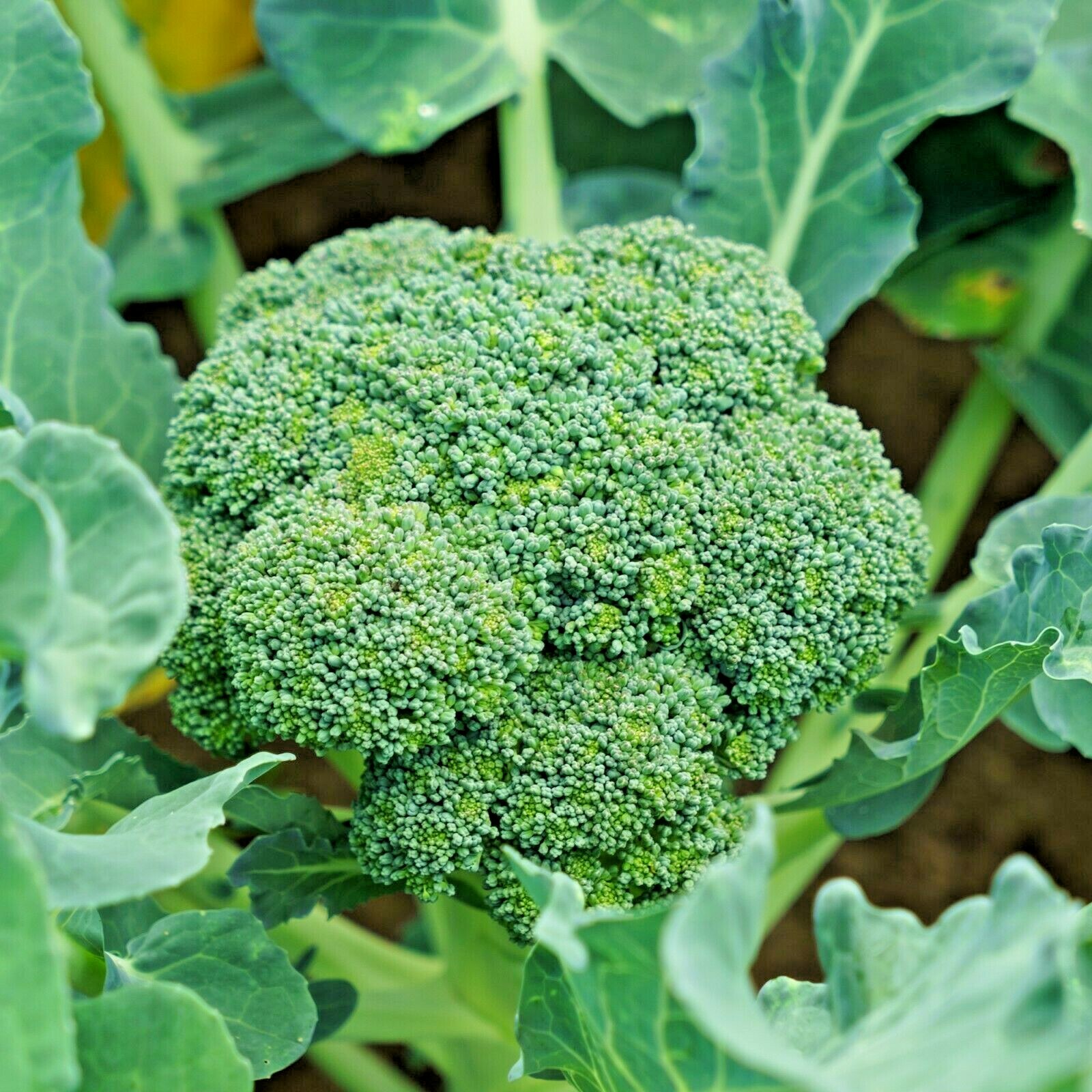 300+Green SPROUTING BROCCOLI Seeds Organic Heirloom Cool Season Vegetable Garden