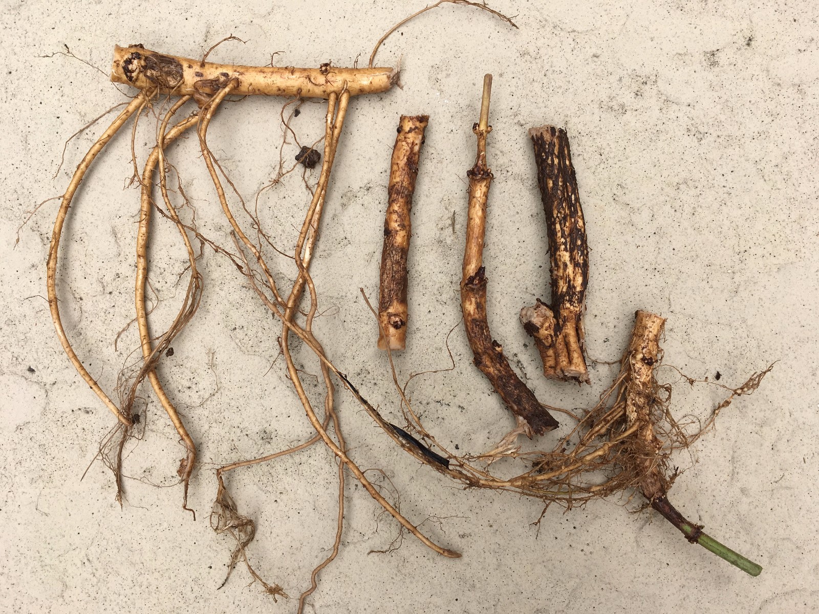 Start This Year’s Crop Today. 12 Organic Cascade Hop Rhizomes, $60.00
