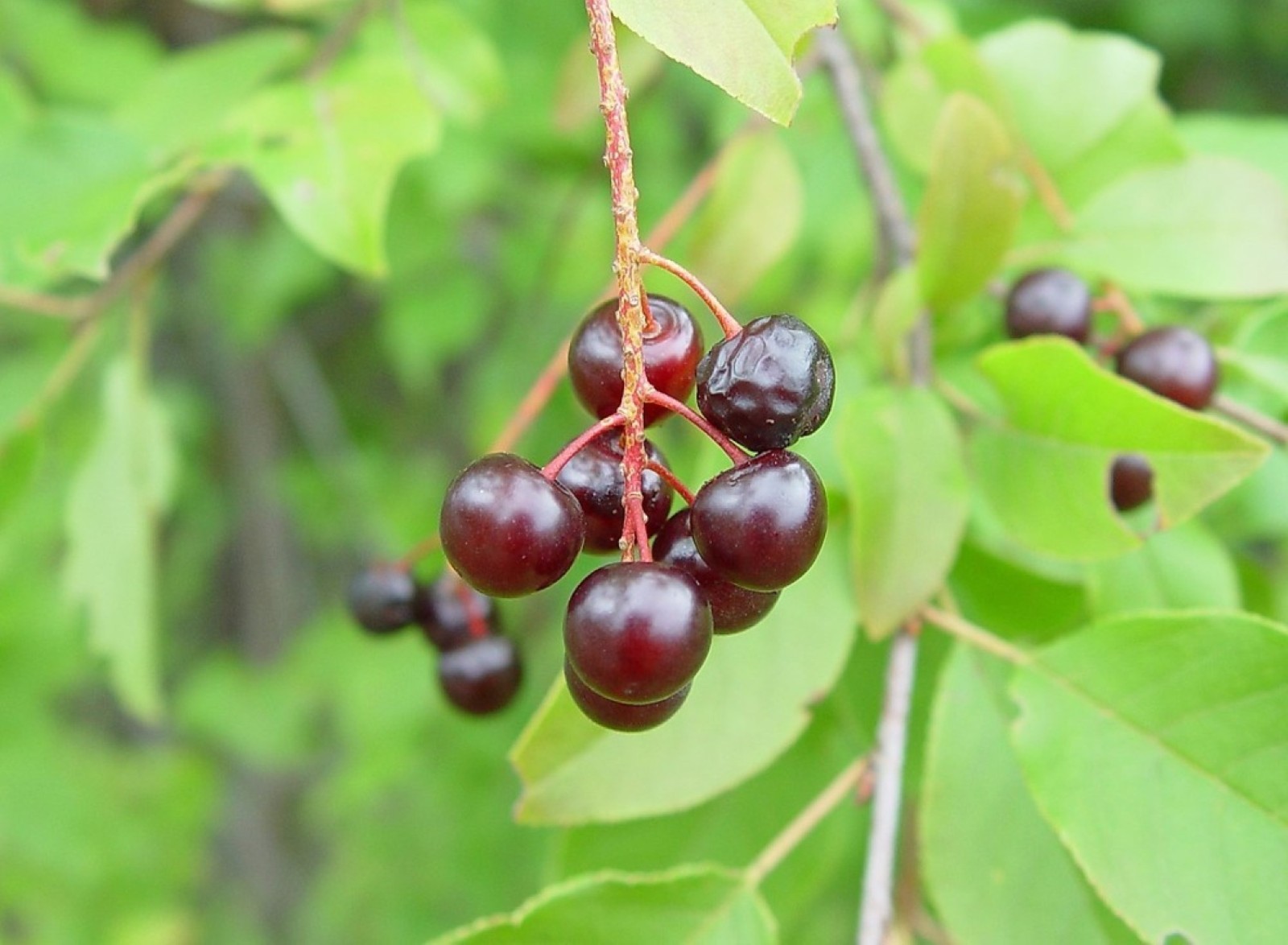 24-36″ tall Chokecherry Prunus virginiana, 2-3 year old bare root plant