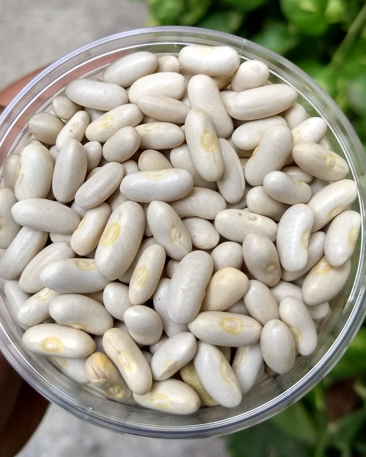 White Kidney Bean Seeds (30) / Organic / Florida Grown / Bush Bean