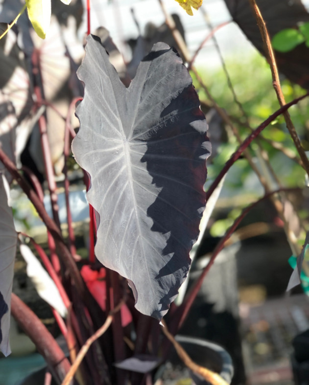 Black Ruffle Colocasia Live Plant – 5-10″ Tall – Dark Elephant Ear Tropical