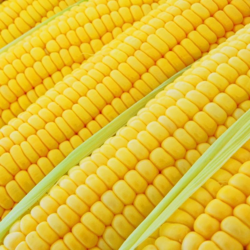 Bodacious F1 SE Sweet Corn Seeds 1/2 lb. Yellow Variety High Yield Hybrid