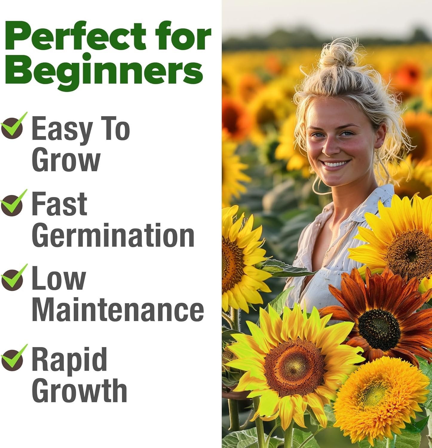 Perfect Garden Gift – 1,500+ Sunflower Seeds, Attracts Pollinators, Easy to Grow