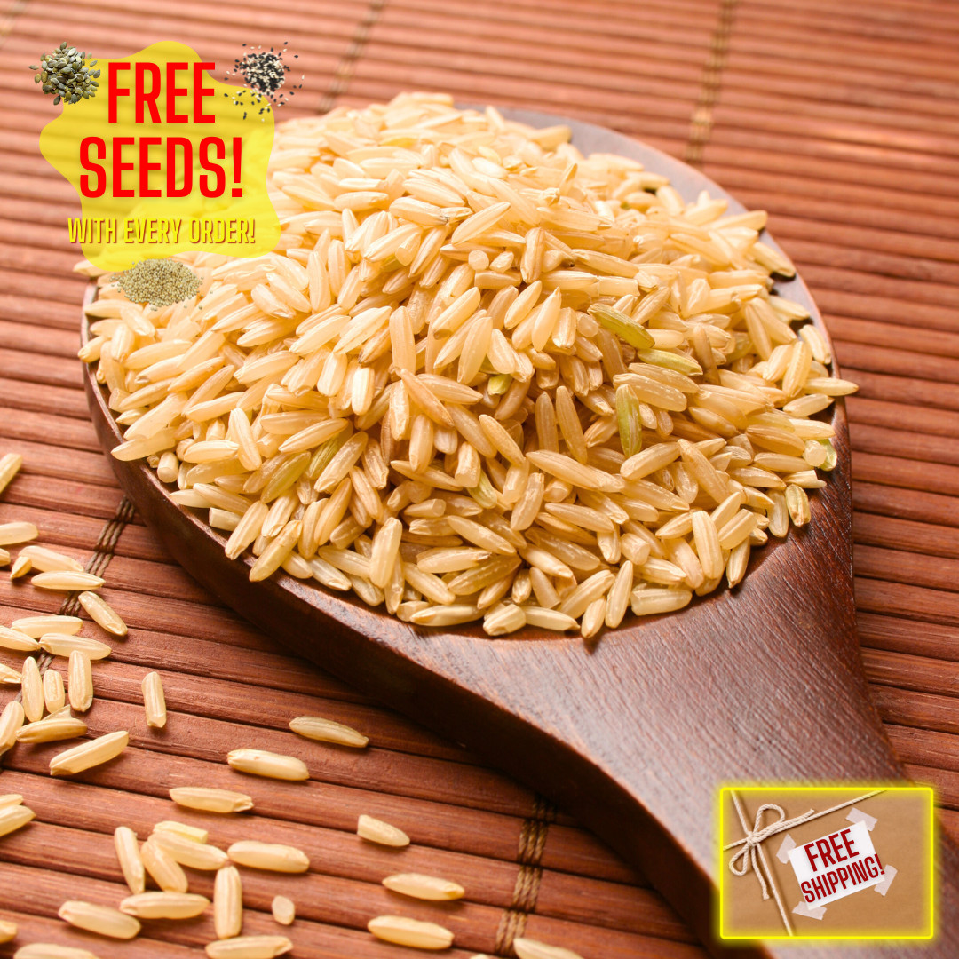 Fresh Thai Brown Jasmine Rice Plant Seeds | Organic | Heirloom Non-GMO | Grains