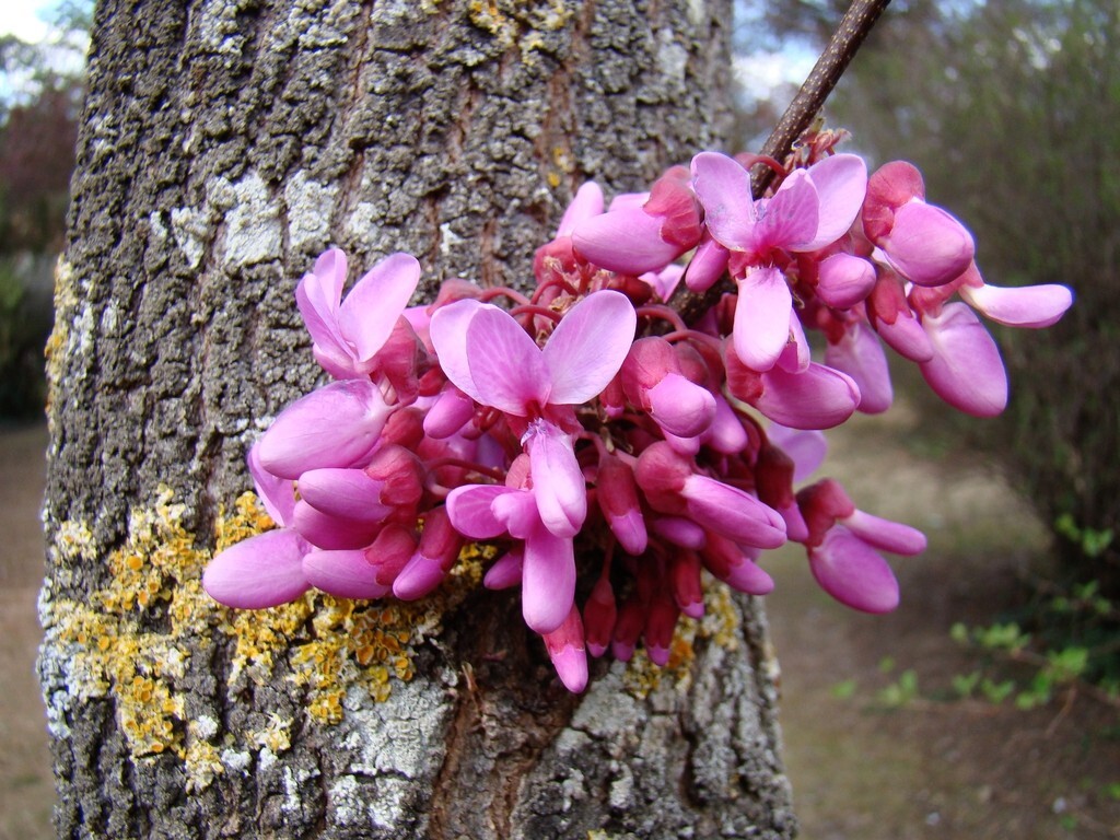 Judas Tree Seeds (Cercis Siliquastrum) Mediterranean Redbud Flowers (15 Seeds)