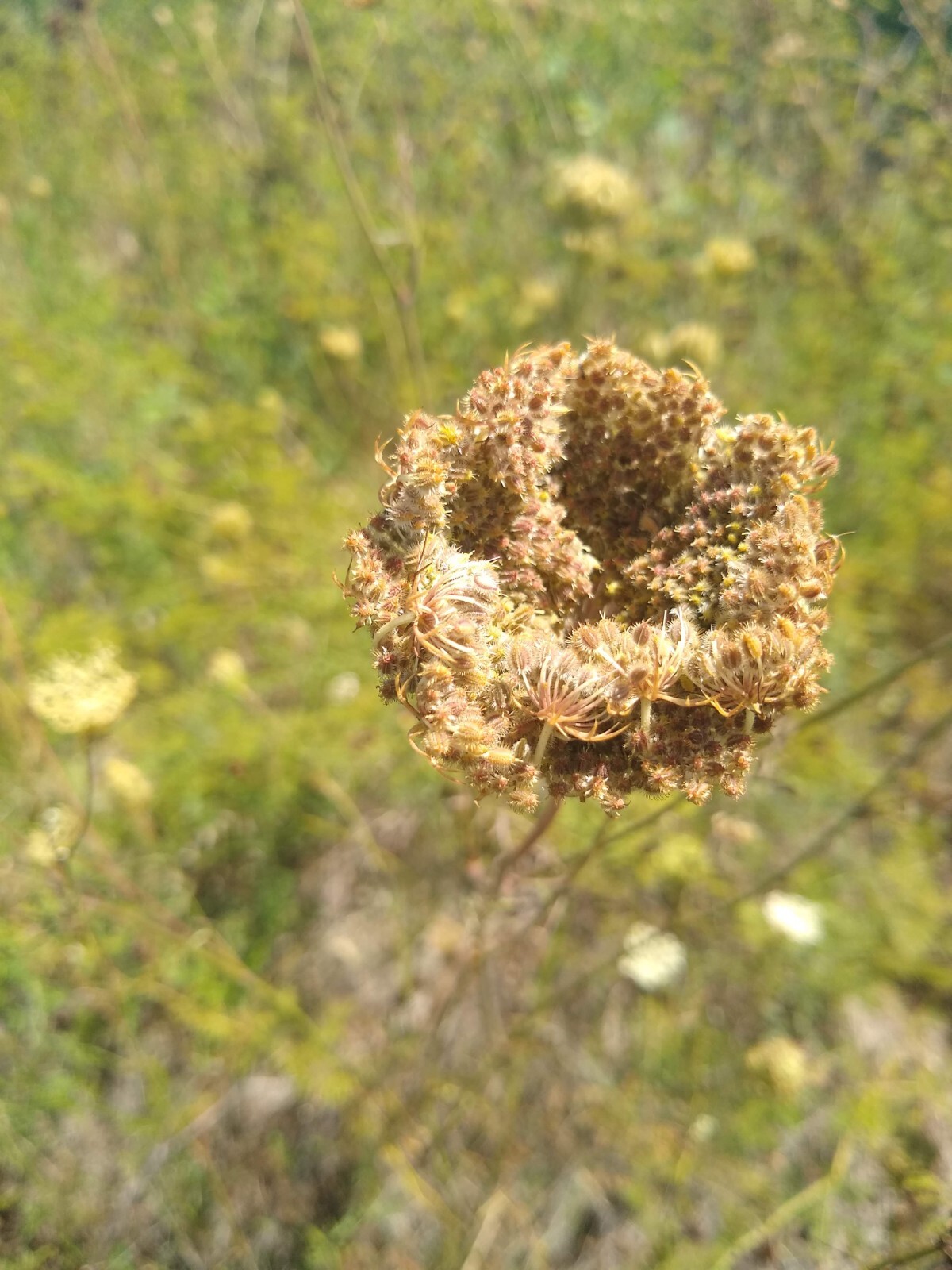 Queen Anne’s Lace Seed (Daucus carota) ~ Wild Carrot ~ 500 seeds to 1 lb bulk