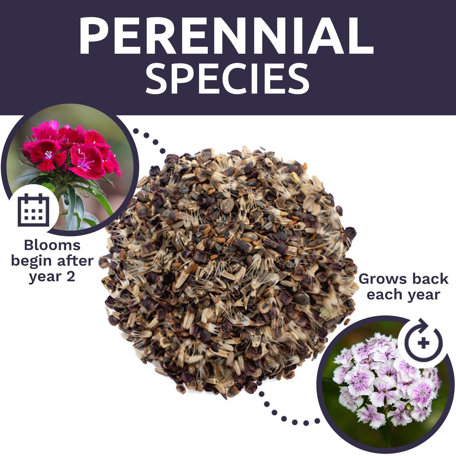 Perennial Wildflower Seeds Mixture – Bulk 1/4 Pound Bag – Over 60,000 Pure Li…