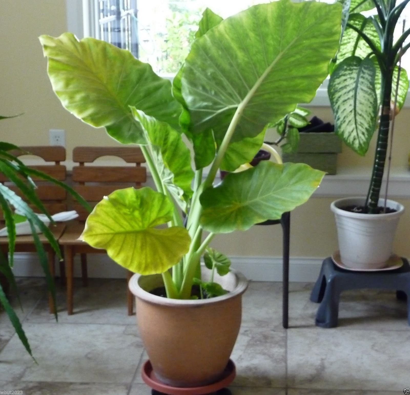 Giant Elephant Ear (3 Bulbs) Colocasia Esculenta – Beautiful Bulbs,tropical