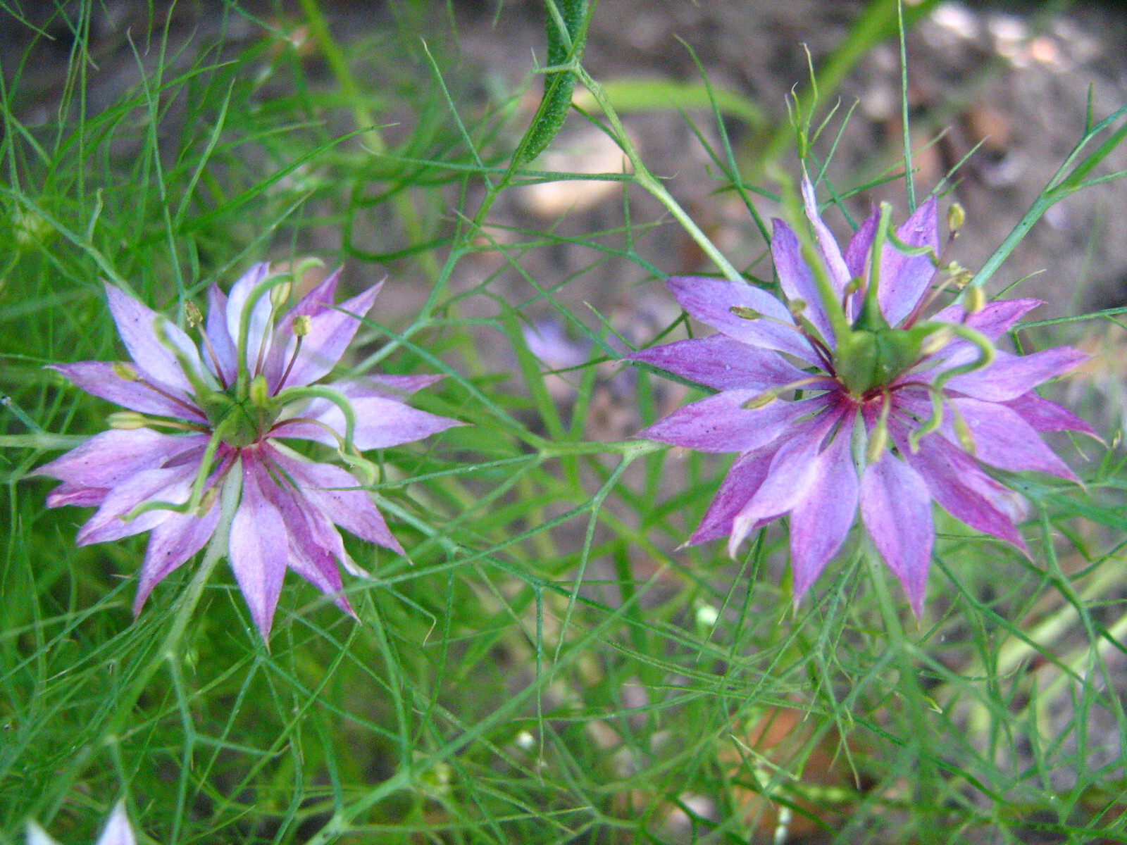 Nigella Damascena – Love in the MIst – Jewels Rose seed