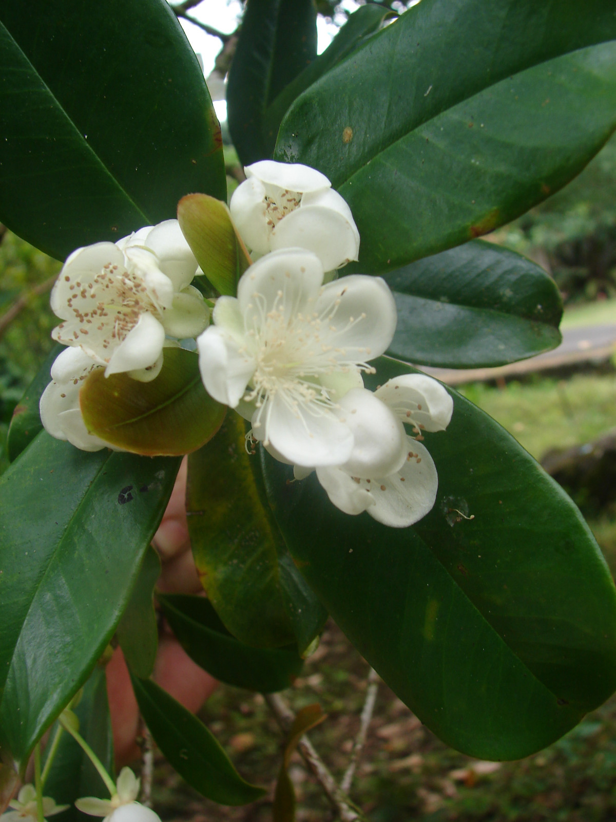 ~GRUMICHAMA~ Eugenia braziliensis FRUIT TREE Brazilian Cherry sml starter Plant