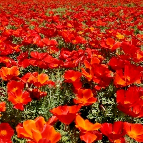 5,000 California Red Chief Poppy Flower Seeds Calif. Eschscholzia For Planting