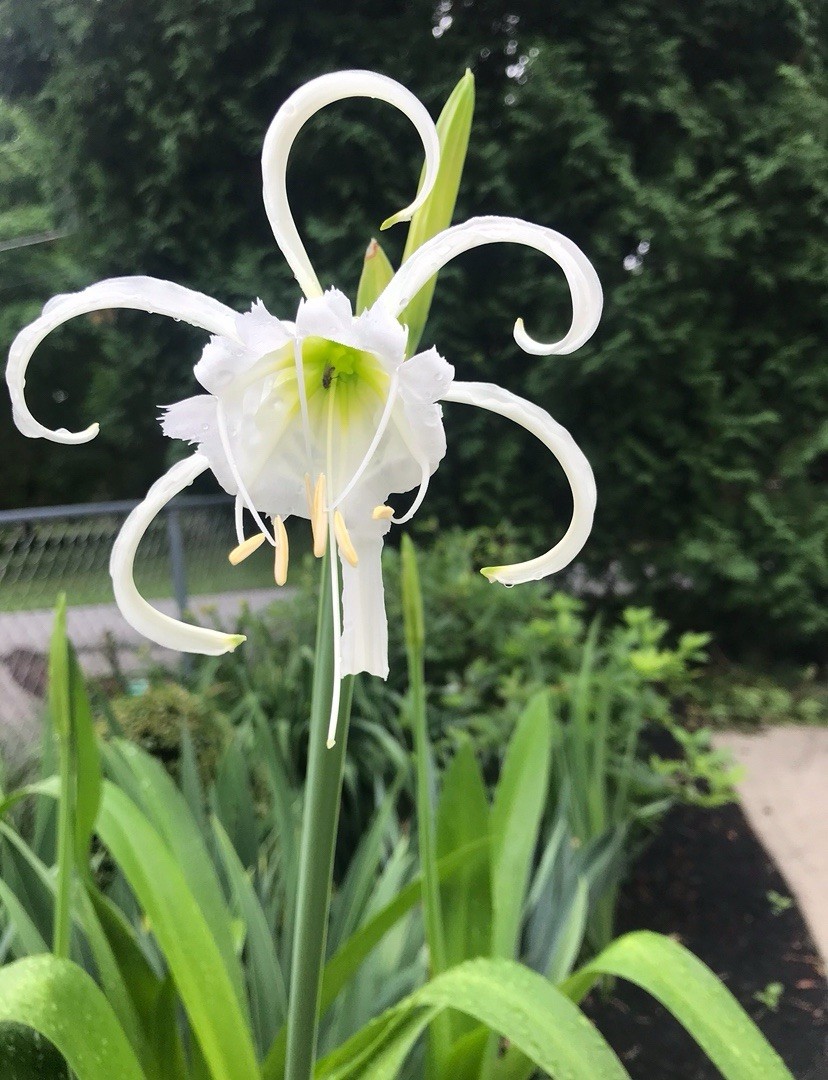 6 Peruvian Daffodil Blooming Size Bulbs Spider Lilies Rabbit Resistant! Nice!