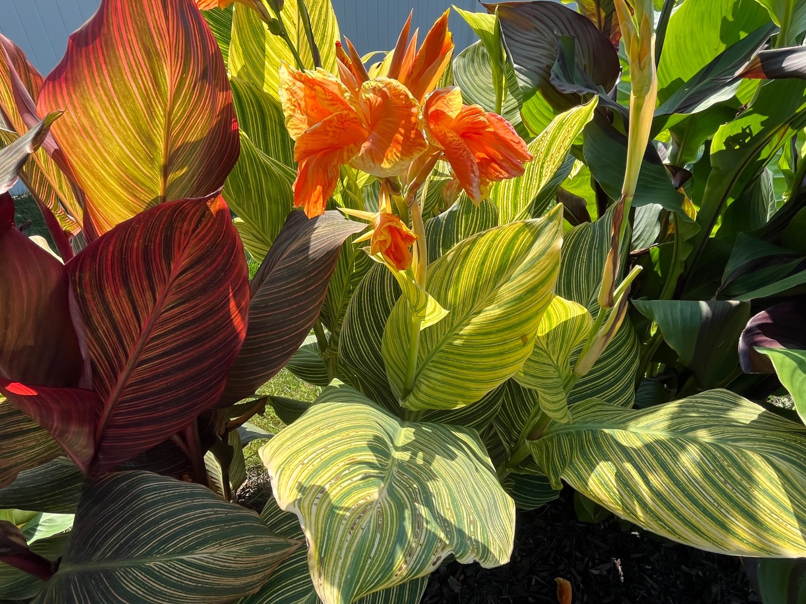 lime green and hot pink canna leaves with beutifull flowers