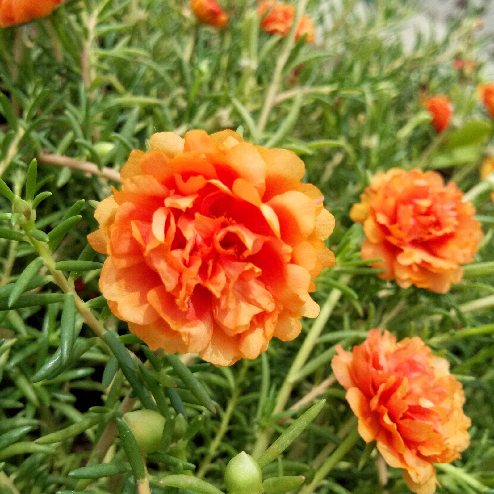 100 ORANGE PORTULACA Moss Rose Portulaca Grandiflora Flower Seeds *Comb S/H