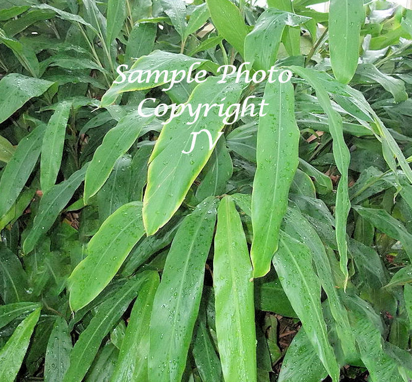 5 Premium Seeds Elettaria cardamomum Perfect for Tropical Plant Collectors Spice