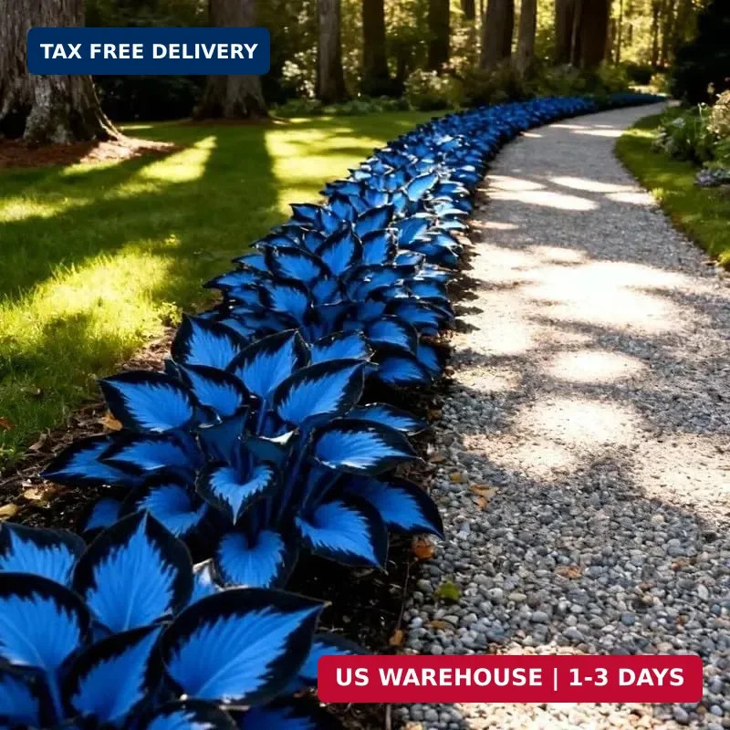 210+ Rare Hosta Seeds Perennial Flower Seeds for Shade Gardens Long Blooming