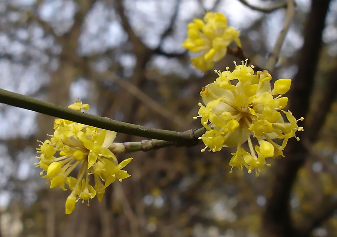 Cornelian Cherry Dogwood, Cornus mas, Tree Seeds