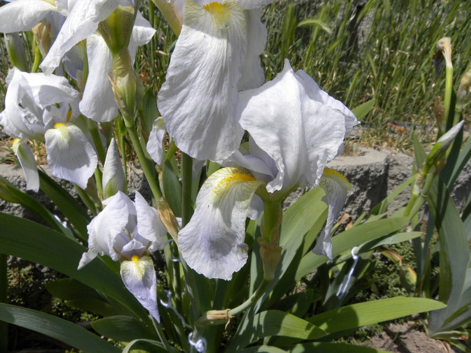 Lot of 12 White Lavender Iris Flower Rhizome Rhizomes Plant Flowers Fresh Dig
