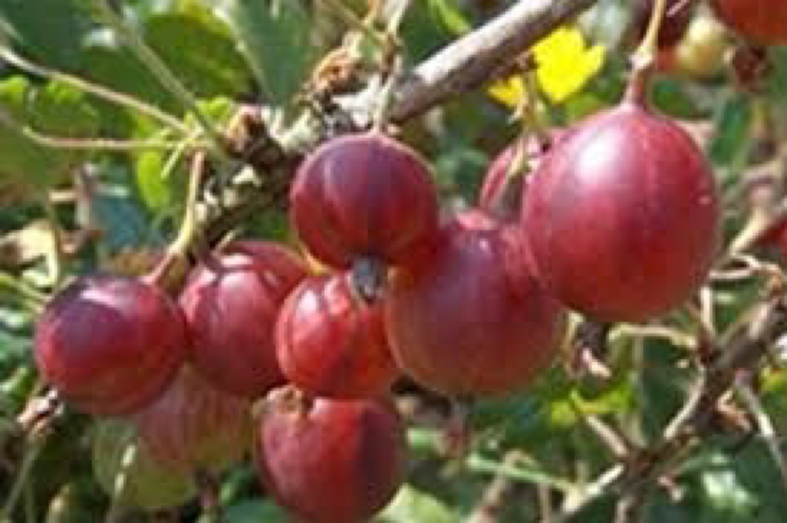 Captivator Red Gooseberry Plant well rooted starter plant 6-12 inches tall