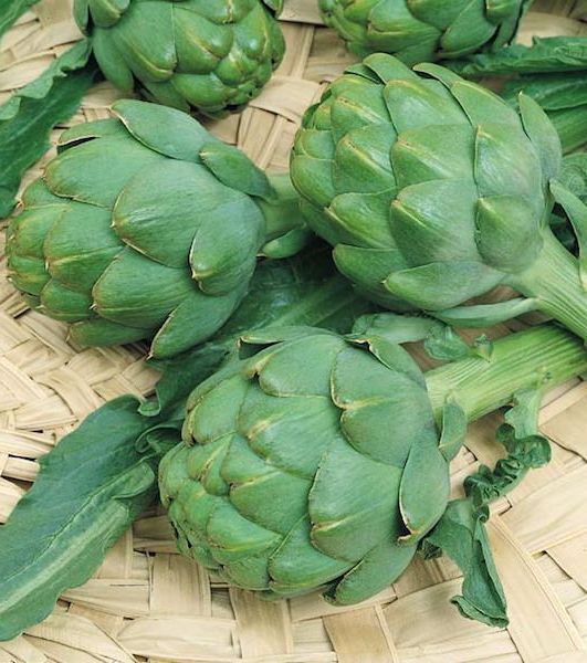 50 Seeds Green Globe Artichoke Seeds E163 – Easy Grow Centuries Old Heirloom