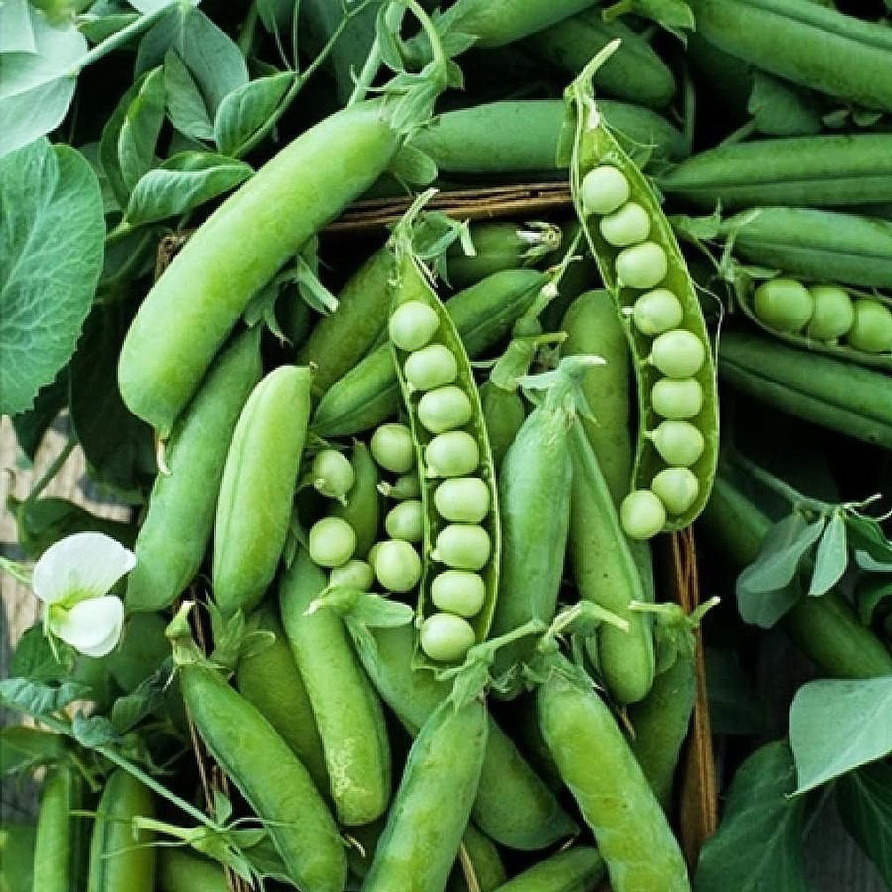50 Heirloom Sugar Snap Pea Seeds – Non-GMO, Bush Variety, 2′ Tall – Garden Plant