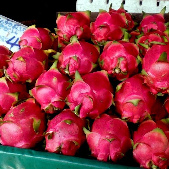 White Dragon Fruit Tree Seeds (H. Undatus) Pitahaya Strawberry Pear Cactus Vine