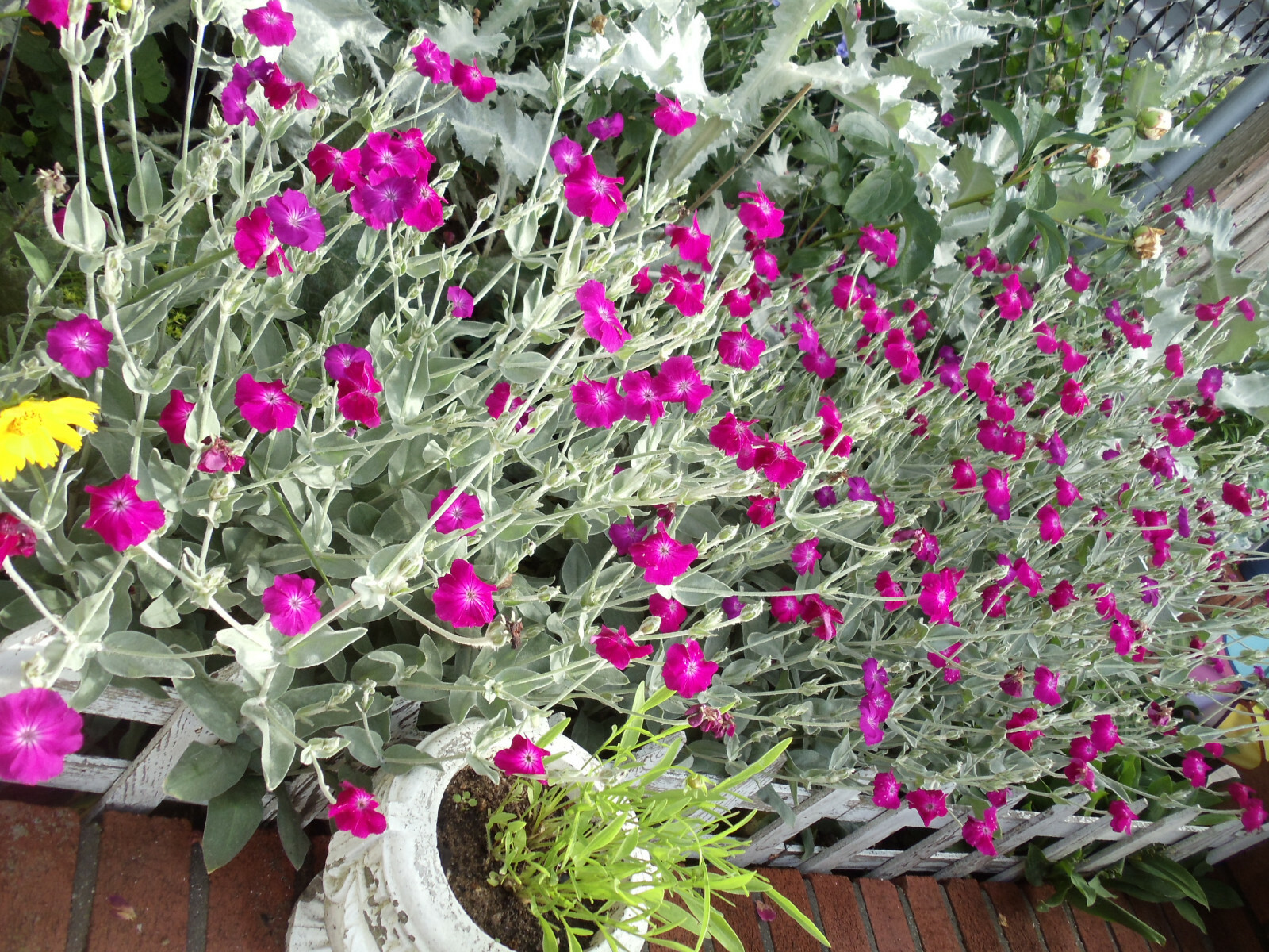Purple-Rose Campion Perennial Vibrant Deep Color & Constant Flowering~120 Seeds