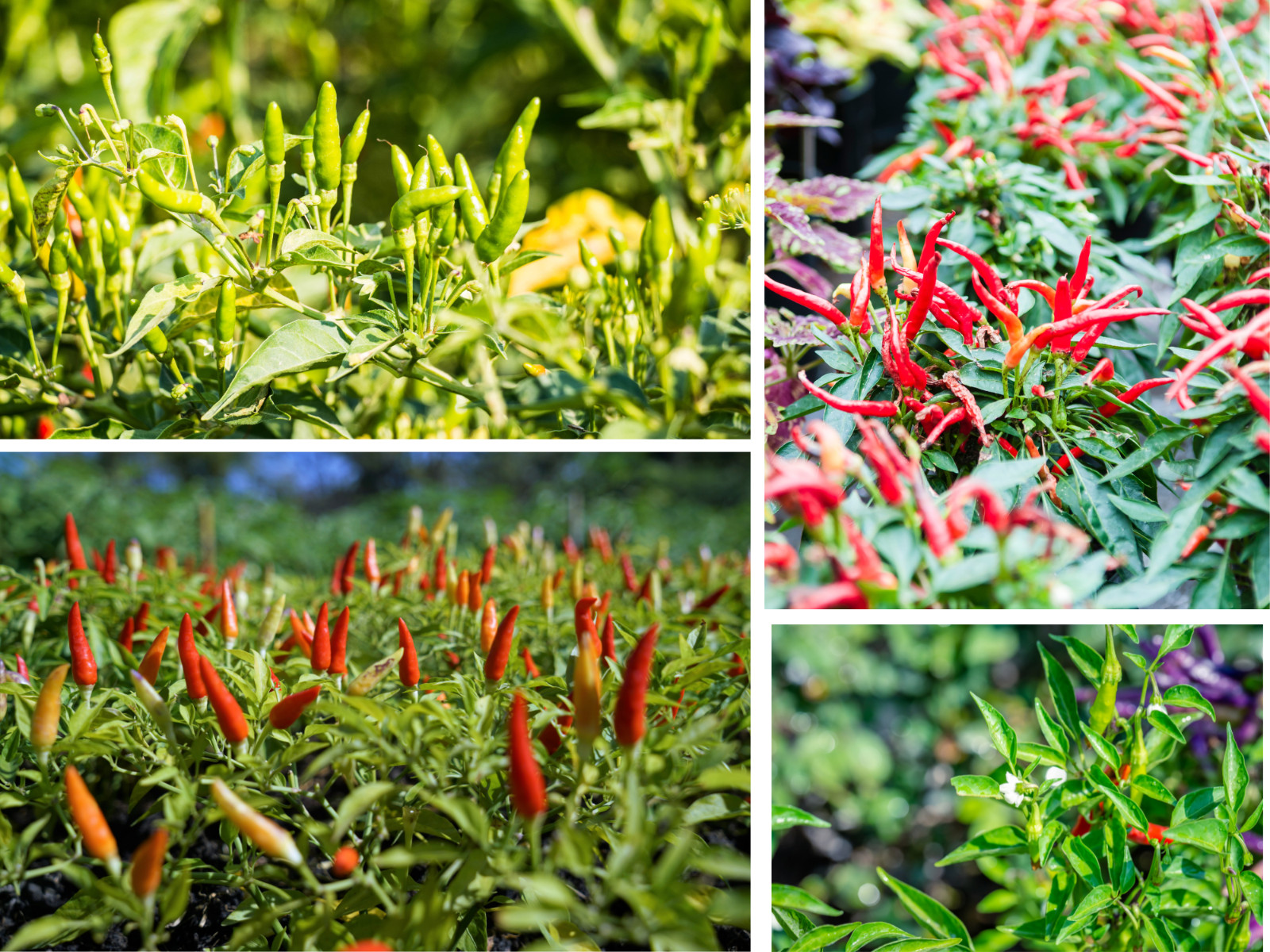 35 Seeds| Bird’s Eye Chili Peppers (Thai) Seeds#6039