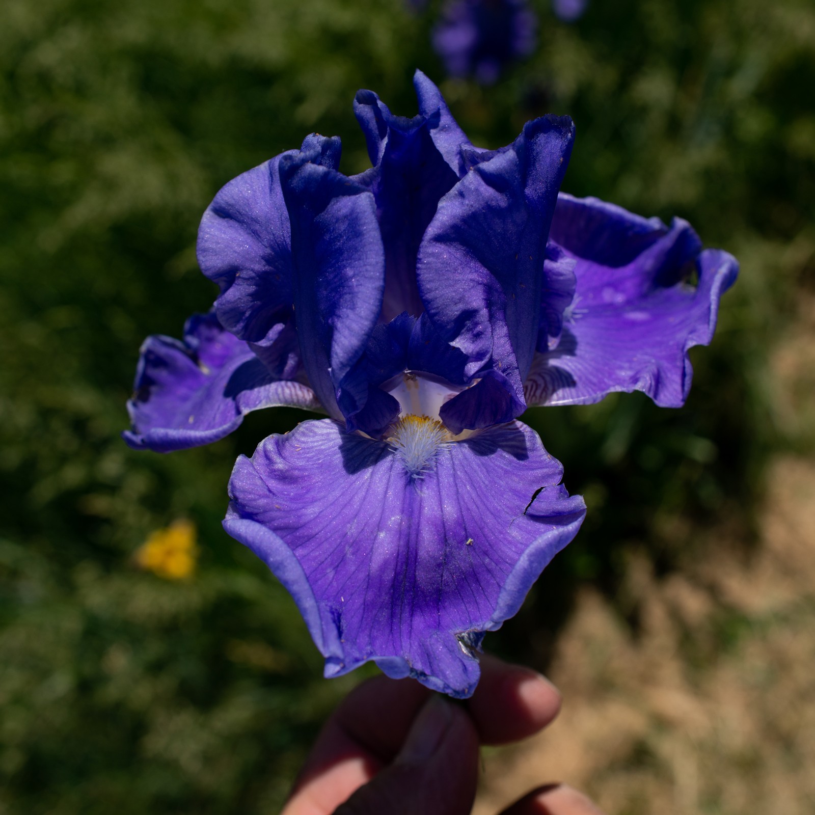 **SEA POWER* Tall Bearded Iris. Pre-Order, Fresh Dig, Combined Ship: Jul – Sep