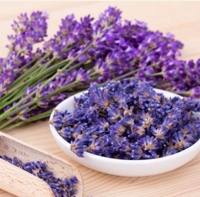 250+ Lavender Vera Seeds **Fresh Seeds* ~~Free Shipping~~