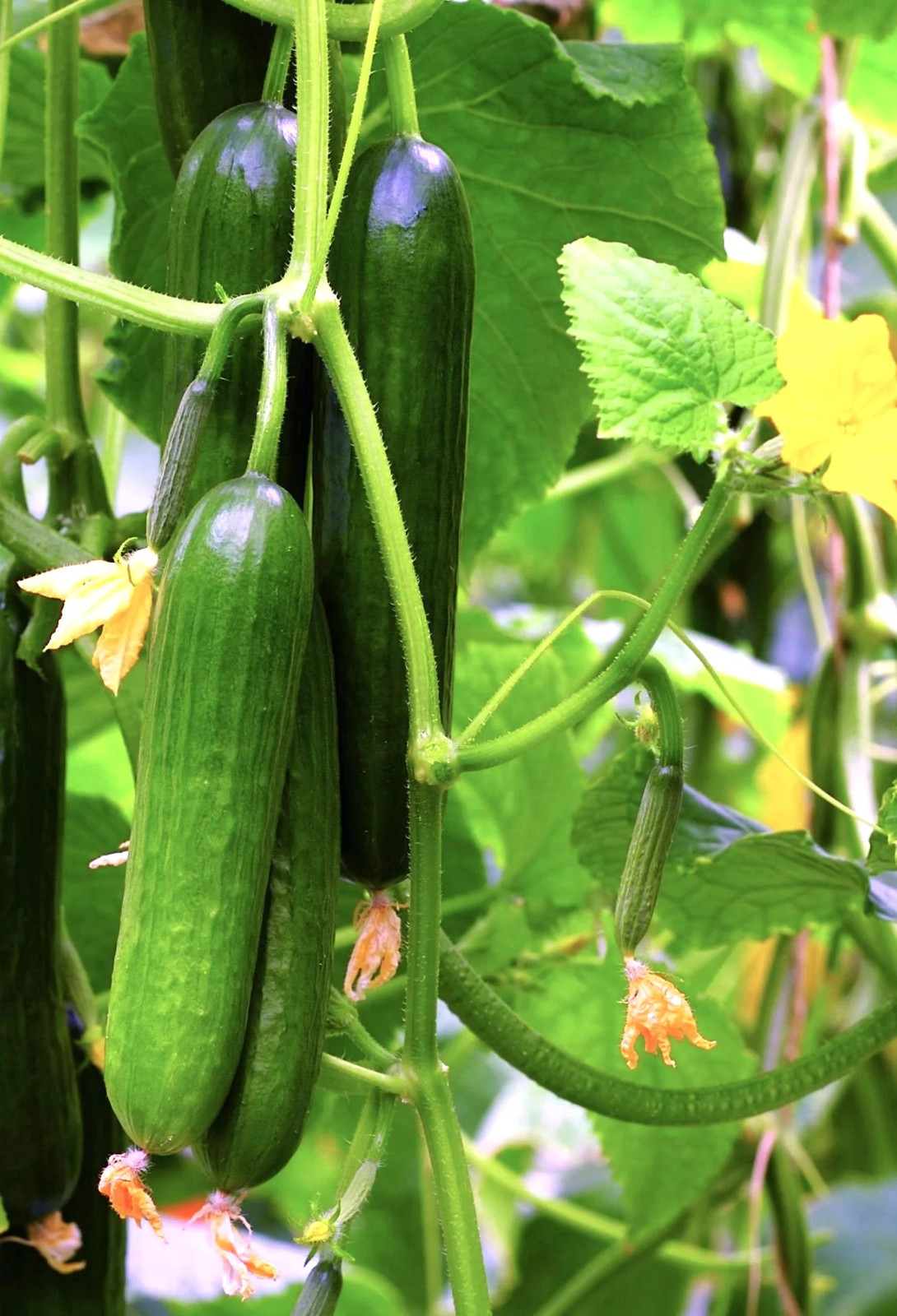 Persian Cucumber (Open-Pollinated) Seeds – For 2026 Planting US Grown Beit Alpha