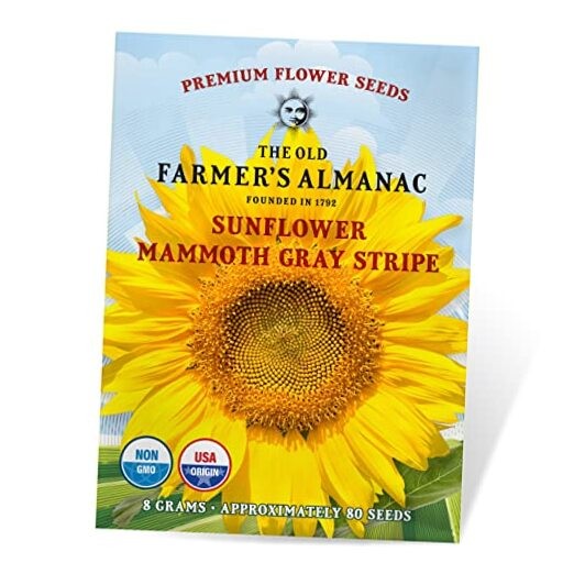 Sunflower Seeds (Mammoth Gray Stripe) – Approx 80 Flower Seeds – Premium Non