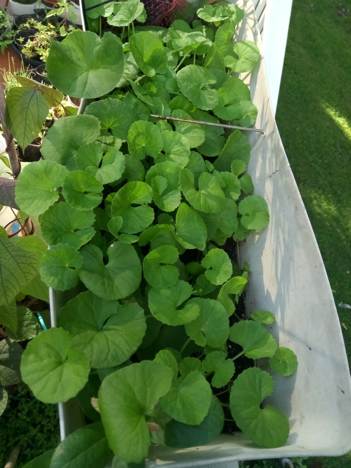 100+ Indian Pennywort (Centella Asiatica/Gotu Kola/Rau Ma )Seeds.US grown seeds.