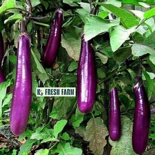 LONG PURPLE EGGPLANT SEEDS, HẠT CÀ TÍM DÀI, 紫茄子, 보라색 가지