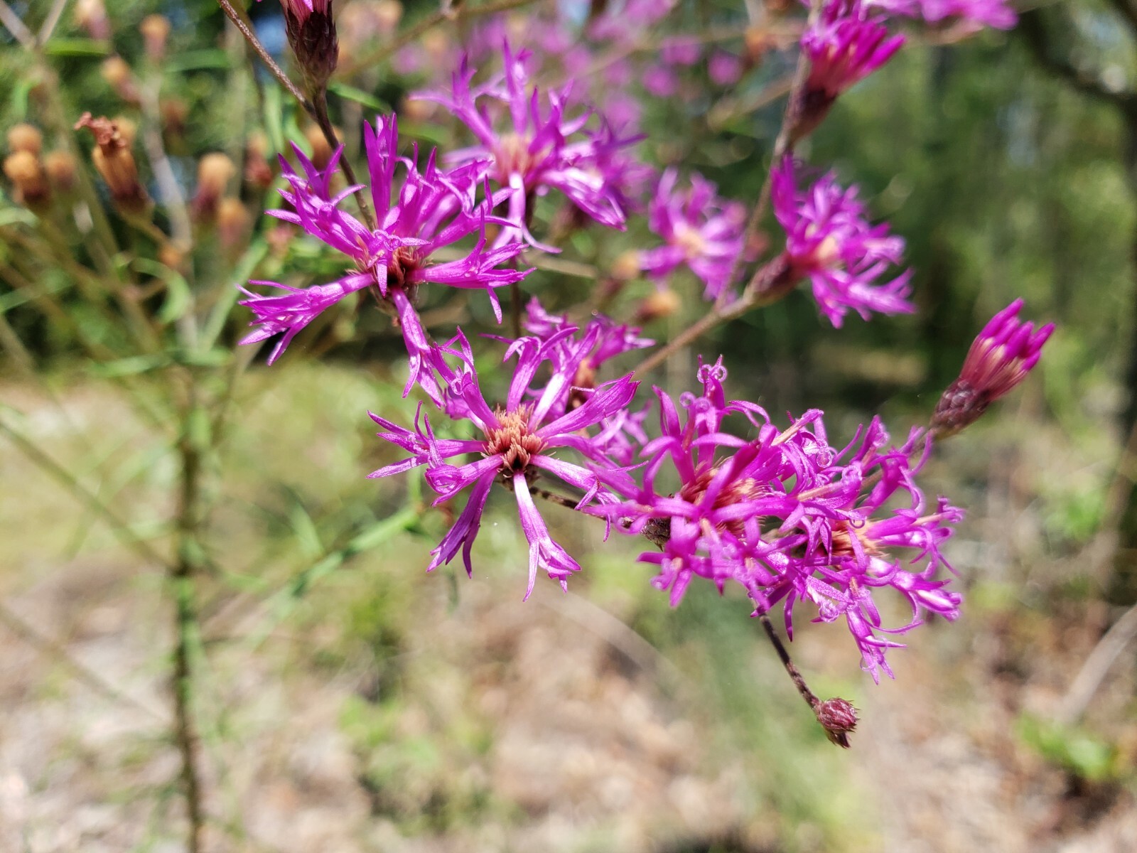 Florida Ironweed | Veronia Gigantea | Florida Native | Organic | 25+ Seeds