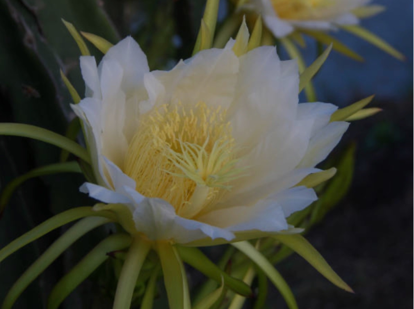 Dragon fruit plant cactus 7-12 inches
