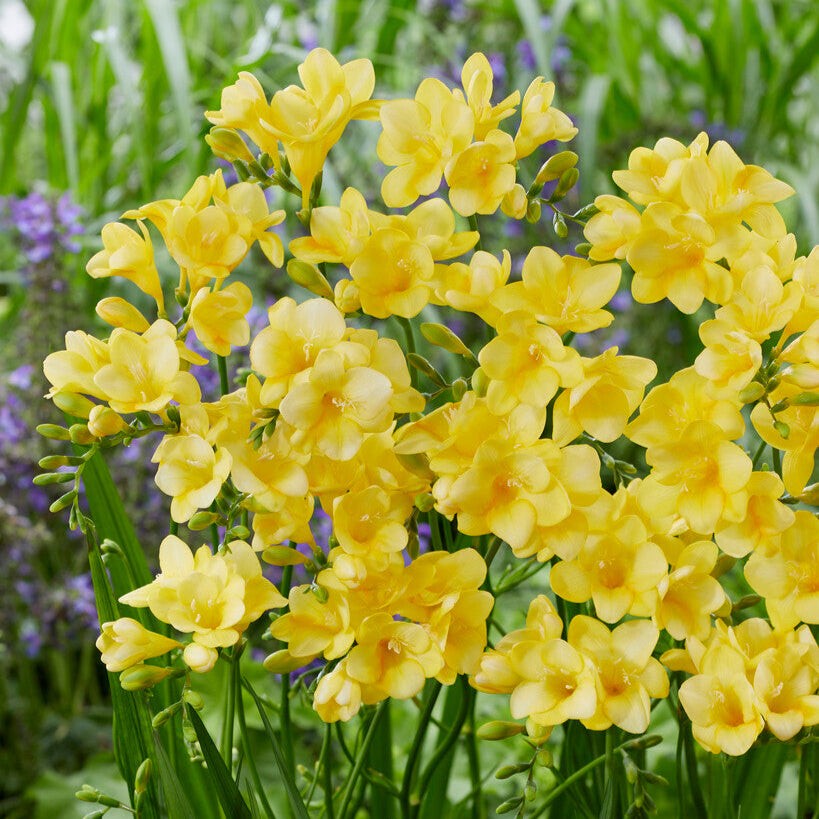 Freesia Single Yellow 15 Plant Bulbs, Spring Flowers Bloom in Sun