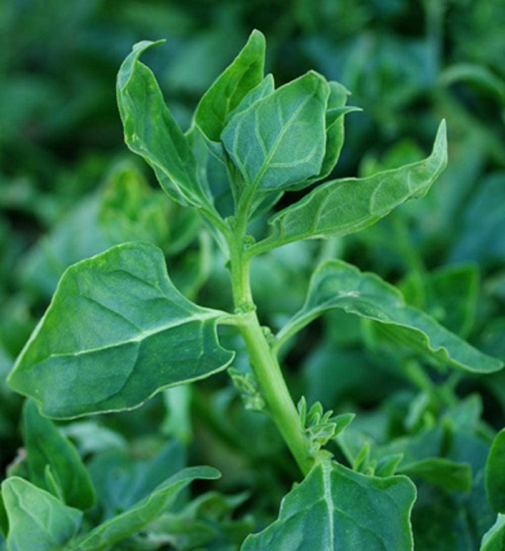 Spinach Seeds, New Zealand Spinach Seeds,”COOL BEANS N SPROUTS” Brand. Heirloom