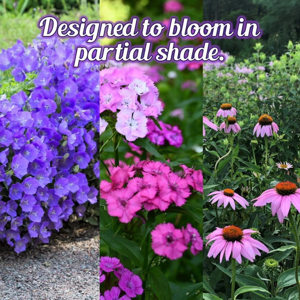 Wildflower Seed Mix for Partial Shade – 1 Oz, Annual & Perennial Blend