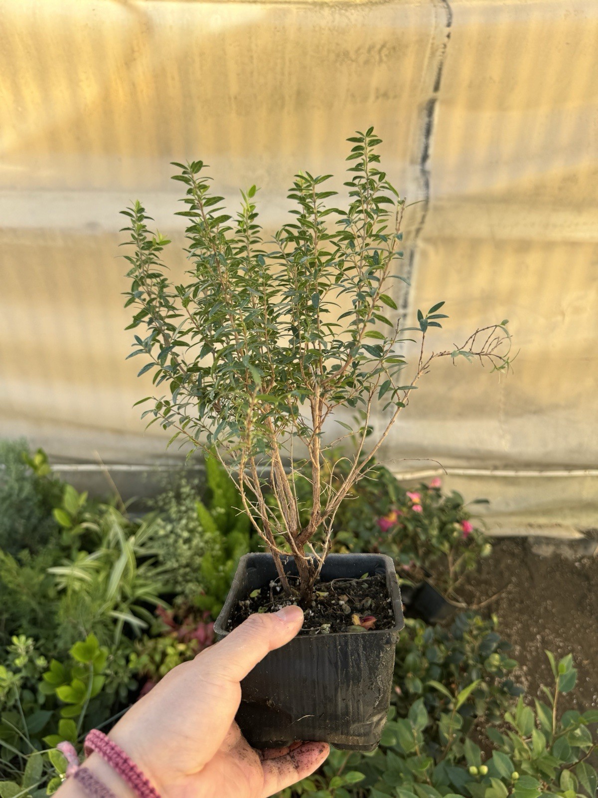 🌿 Myrtus communis ‘Compacta’ — Dwarf Myrtle Evergreen Shrub Live Plant 🌿