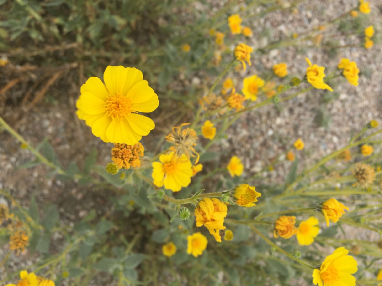 Baileya multiradiata Desert Marigold Wildflower 25 Seeds Beautiful Yellow Flower