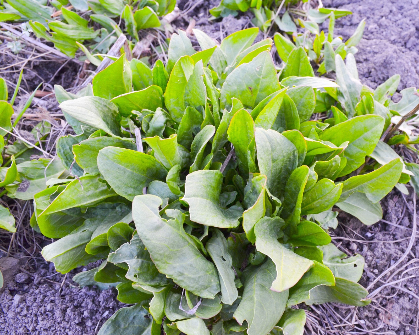 200 LARGE LEAF SORREL (Garden Sorrel Spinach Dock Redshank) Rumex Acetosa Seeds
