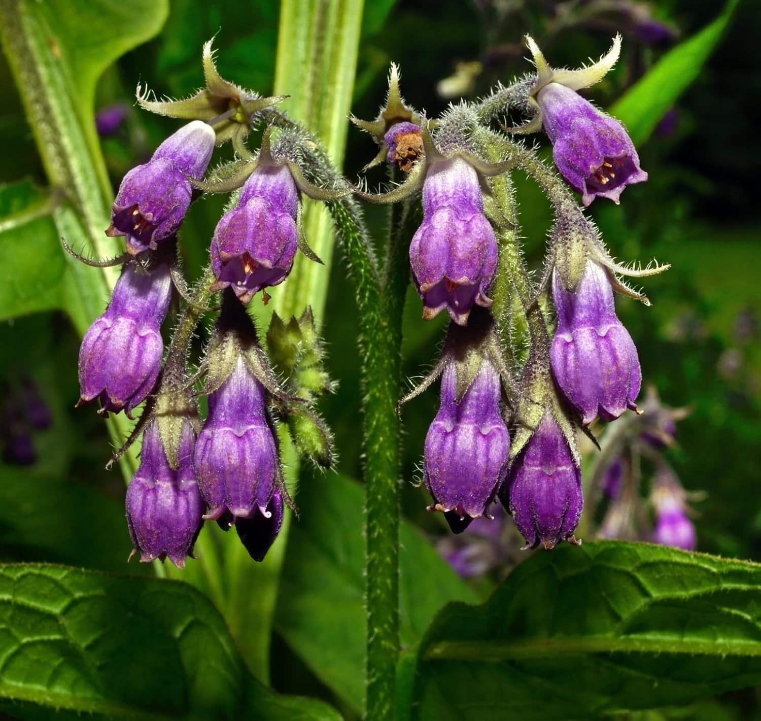 True Comfrey 60 Seeds (Symphytum officinale) Non GMO, Heirloom