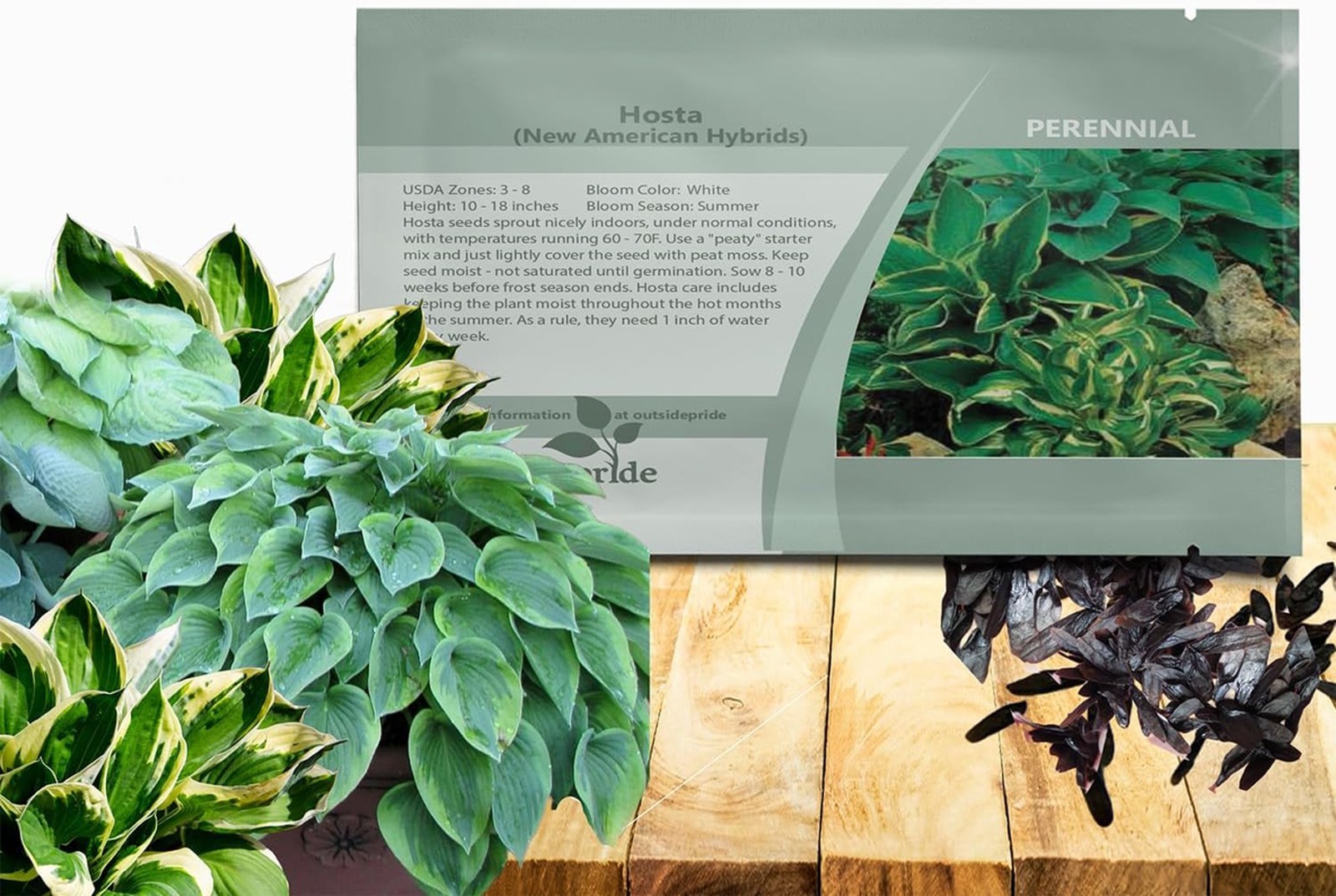 Hosta Seeds 50 Pcs Perennial Flower Seeds Shade Loving Garden Border Container