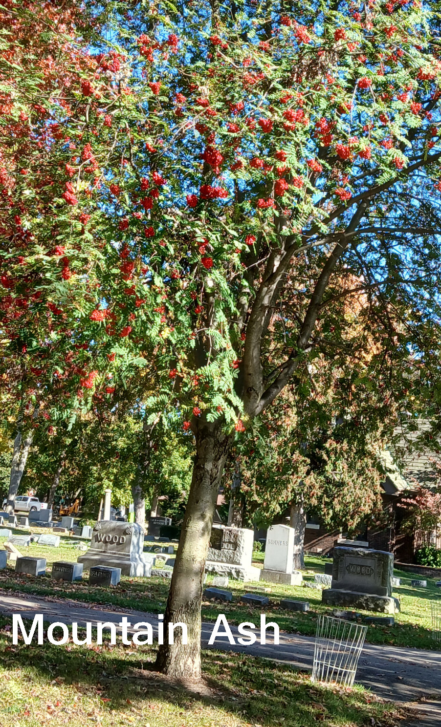SEEDS Mountain Ash, Sorbus aucuparia, 10 seeds