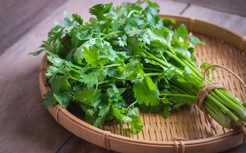 Leisure Cilantro Seeds | Slow Bolt Mexican Coriander Culantro Parsley Herb 2024