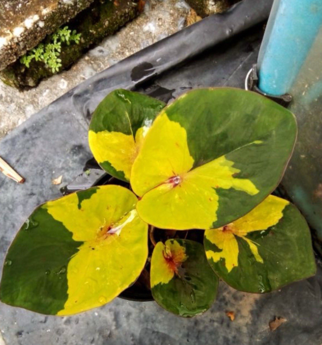 RARE Caladium Luang 1 bulb